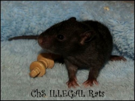 † Ezra ILLEGAL Rats (E2)